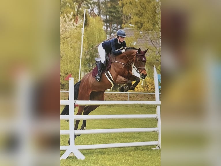 Deutsches Sportpferd Stute 15 Jahre 168 cm Brauner in Hamfelde