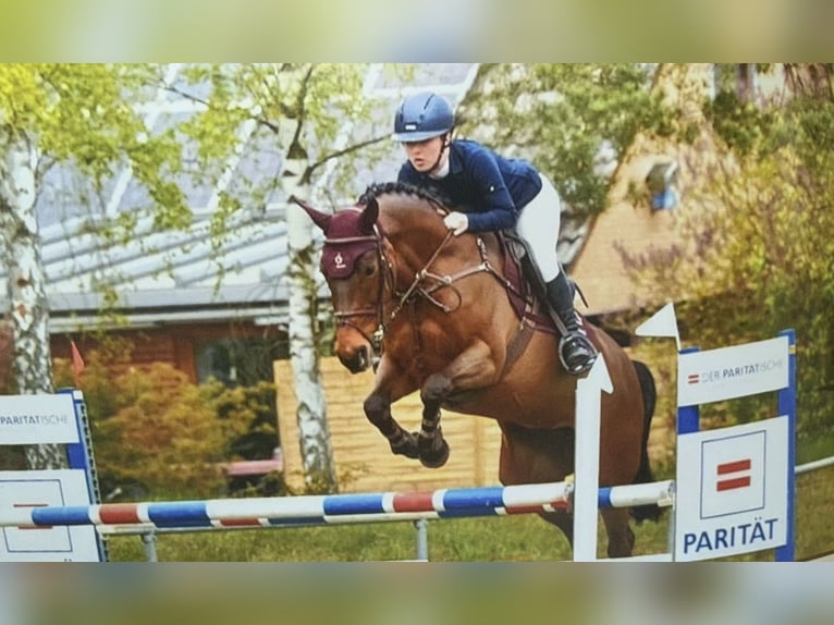 Deutsches Sportpferd Stute 15 Jahre 168 cm Brauner in Hamfelde