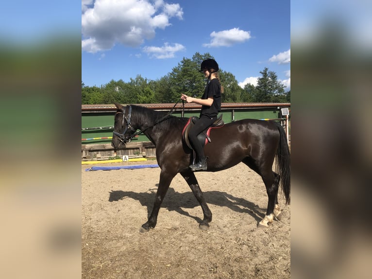 Deutsches Sportpferd Stute 15 Jahre 169 cm Rappe in Haida