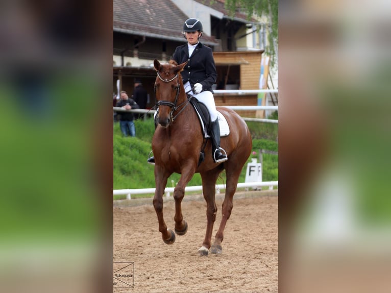 Deutsches Sportpferd Stute 15 Jahre 170 cm Fuchs in Tauberrettersheim