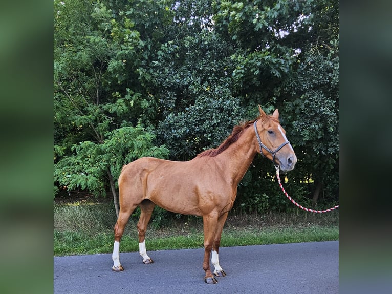 Deutsches Sportpferd Stute 15 Jahre 171 cm Fuchs in Tauche OT Briescht