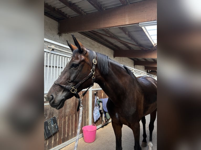 Deutsches Sportpferd Stute 15 Jahre 172 cm Brauner in Ottersberg