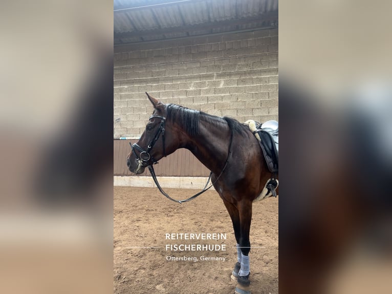 Deutsches Sportpferd Stute 15 Jahre 172 cm Brauner in Ottersberg