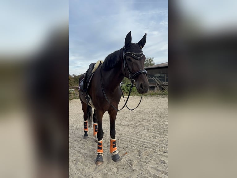 Deutsches Sportpferd Stute 15 Jahre 172 cm Brauner in Ottersberg