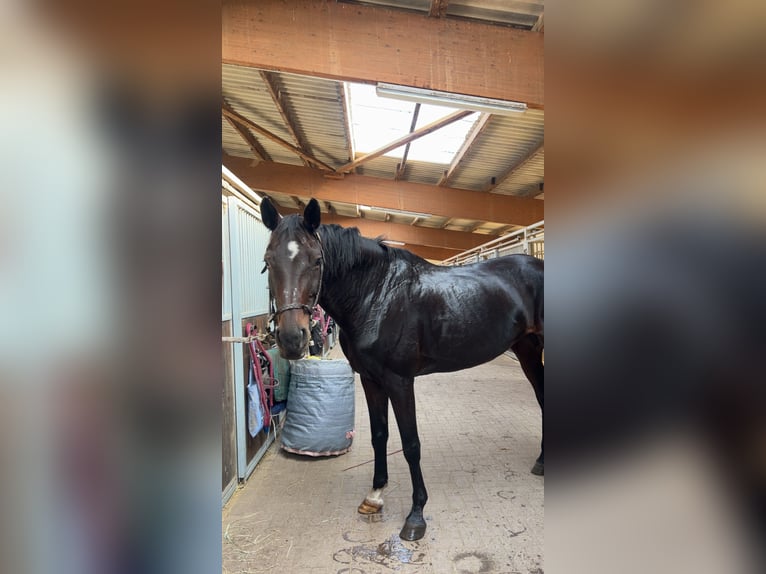 Deutsches Sportpferd Stute 15 Jahre 172 cm Brauner in Ottersberg