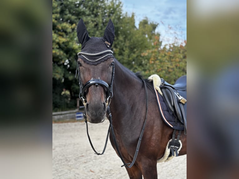 Deutsches Sportpferd Stute 15 Jahre 172 cm Brauner in Ottersberg