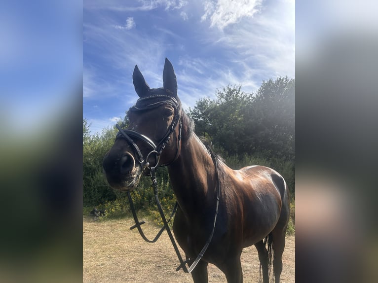 Deutsches Sportpferd Stute 15 Jahre 172 cm Brauner in Ottersberg