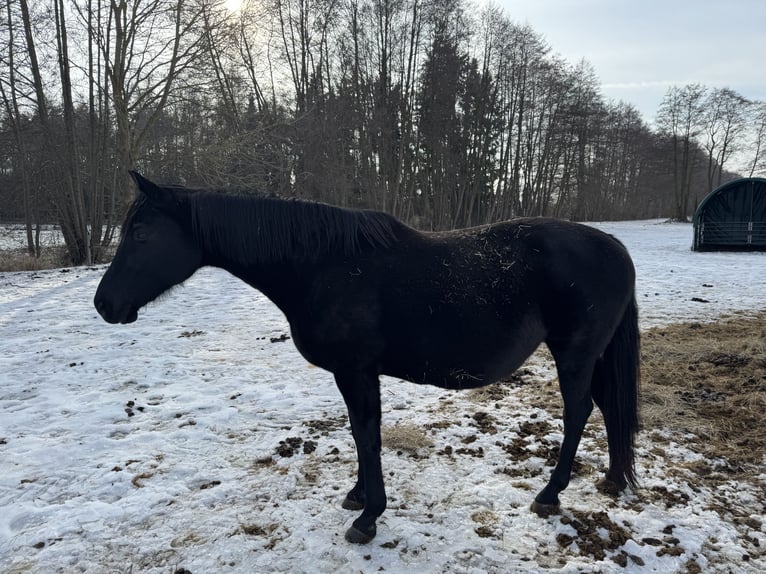 Deutsches Sportpferd Stute 15 Jahre 172 cm Rappe in Heiligengrabe