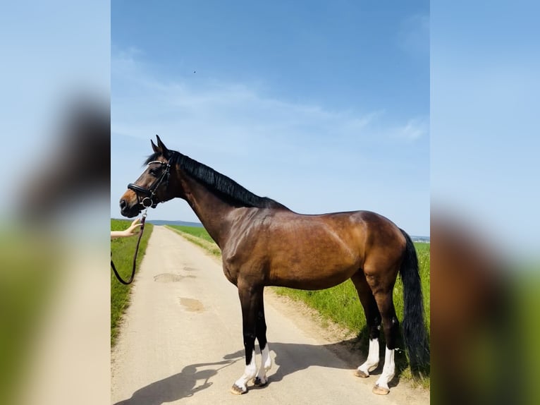 Deutsches Sportpferd Stute 15 Jahre 173 cm Dunkelbrauner in Ditzingen