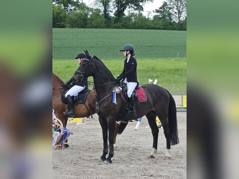 Deutsches Sportpferd Stute 15 Jahre 173 cm Dunkelbrauner in Heilbad Heiligenstadt