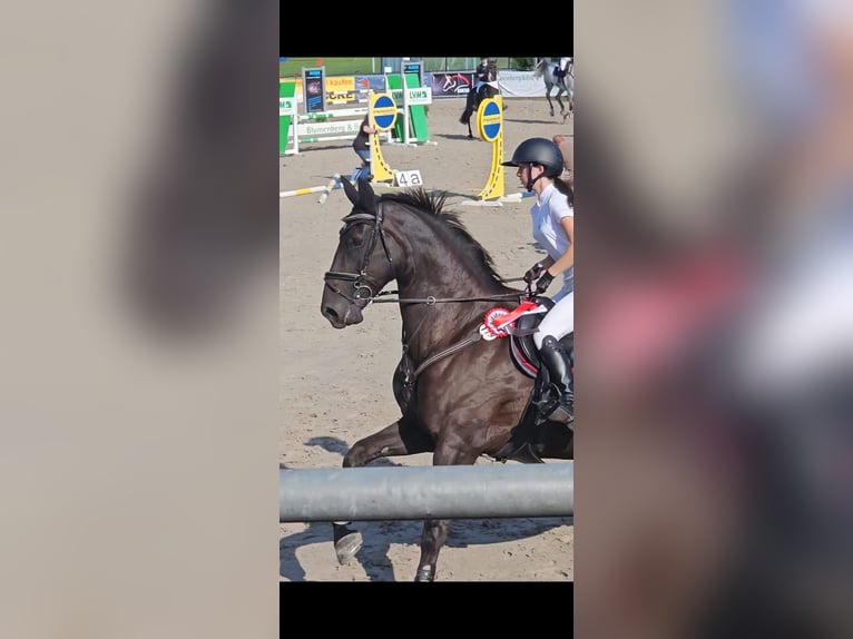 Deutsches Sportpferd Stute 15 Jahre 173 cm Dunkelbrauner in Heilbad Heiligenstadt