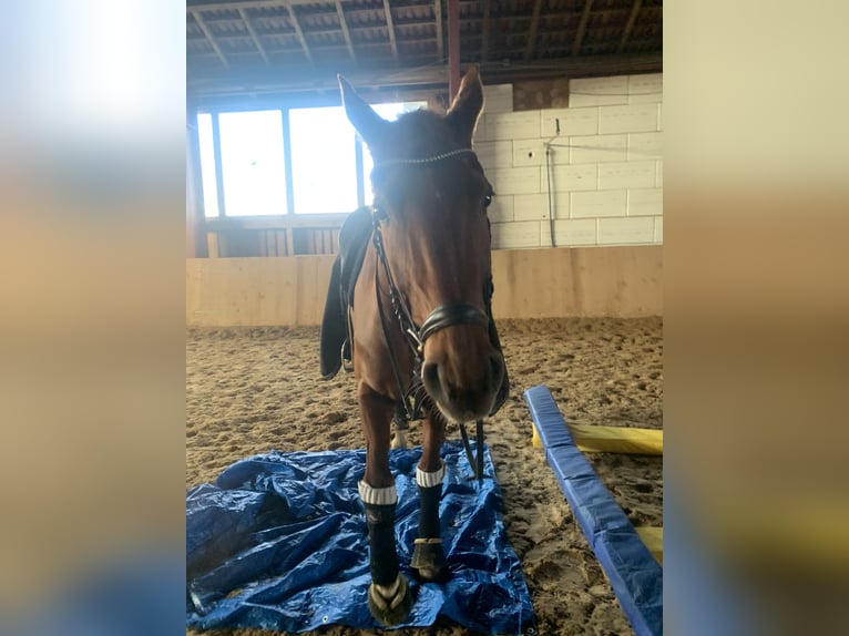 Deutsches Sportpferd Stute 15 Jahre 173 cm Fuchs in Lehrberg