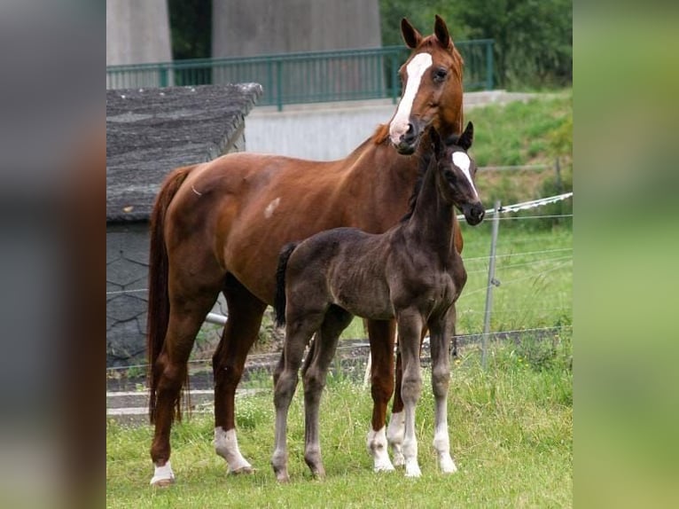 Deutsches Sportpferd Stute 15 Jahre 173 cm Fuchs in Kodersdorf