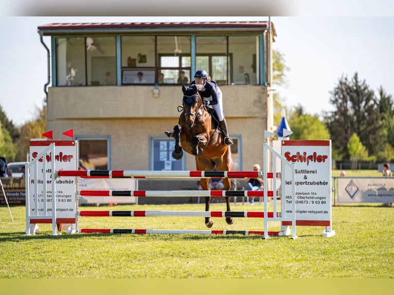 Deutsches Sportpferd Stute 15 Jahre 175 cm Brauner in Hainspitz