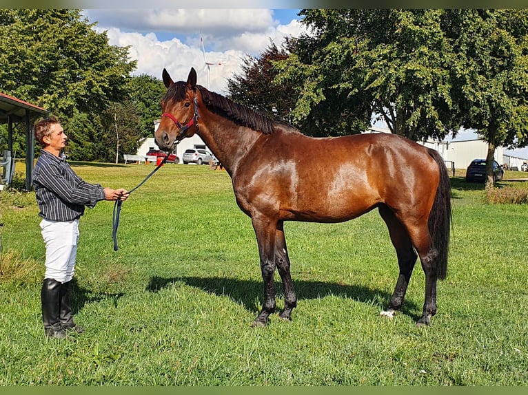 Deutsches Sportpferd Stute 15 Jahre 175 cm Brauner in Hainspitz