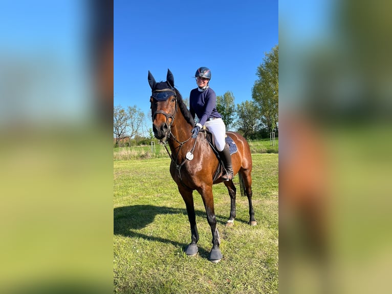 Deutsches Sportpferd Stute 15 Jahre 175 cm Brauner in Hainspitz