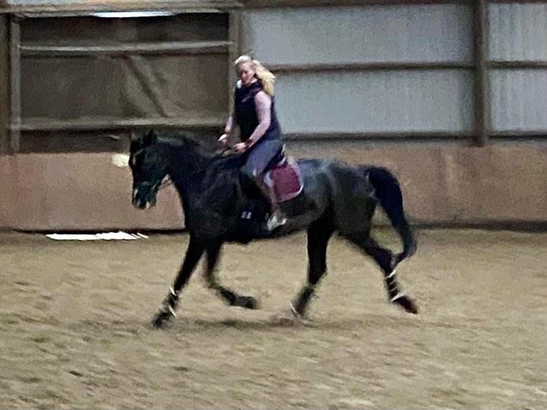 Deutsches Sportpferd Stute 15 Jahre 175 cm Rappe in Osterholz-Scharmbeck