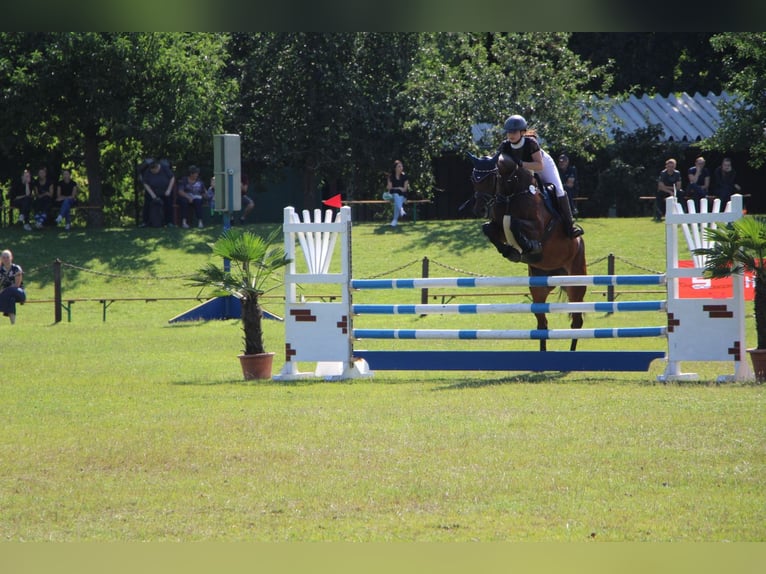 Deutsches Sportpferd Stute 15 Jahre in Cottbus