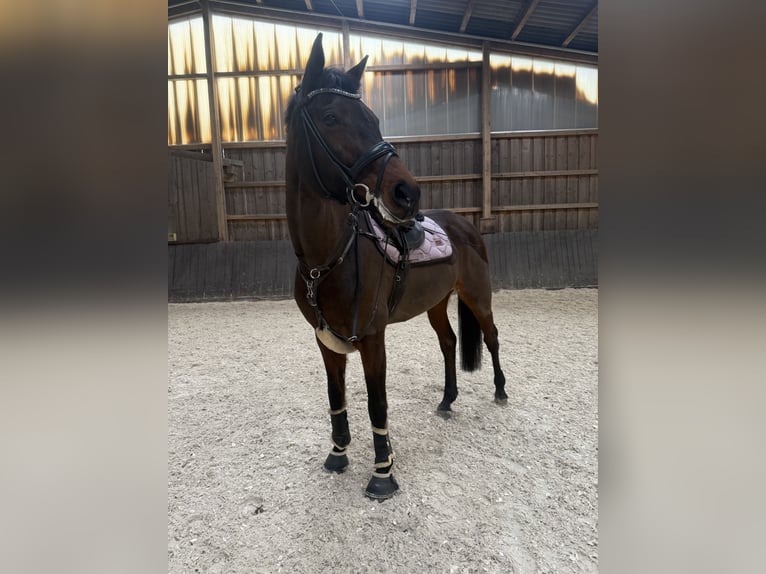 Deutsches Sportpferd Stute 15 Jahre in Cottbus