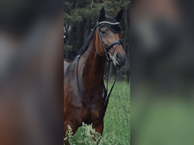 Deutsches Sportpferd Stute 15 Jahre in Cottbus