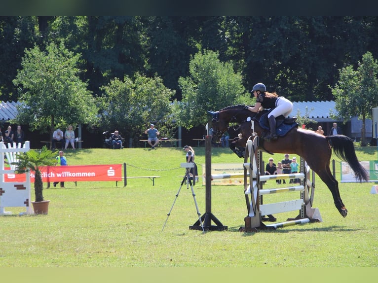 Deutsches Sportpferd Stute 15 Jahre in Cottbus