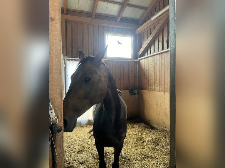 Deutsches Sportpferd Stute 16 Jahre 150 cm Dunkelbrauner in Oberviechtach