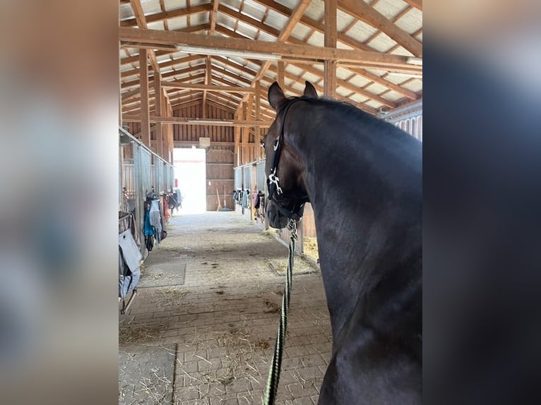 Deutsches Sportpferd Stute 16 Jahre 150 cm Dunkelbrauner in Oberviechtach