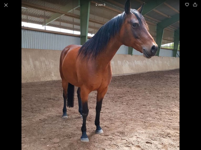 Deutsches Sportpferd Stute 16 Jahre 158 cm Brauner in Hildesheim
