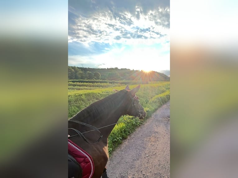 Deutsches Sportpferd Stute 16 Jahre 160 cm Dunkelbrauner in Gera