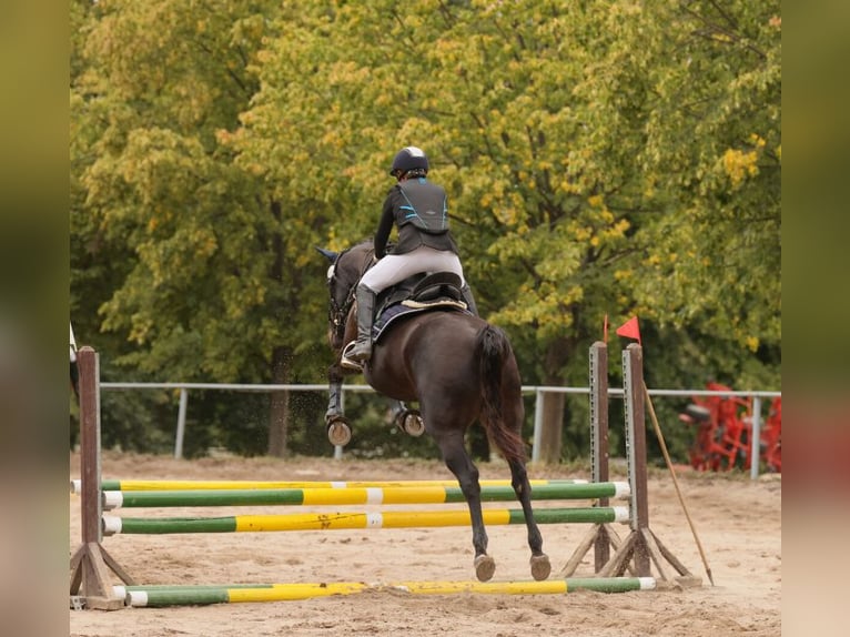 Deutsches Sportpferd Stute 16 Jahre 160 cm Dunkelbrauner in Gera