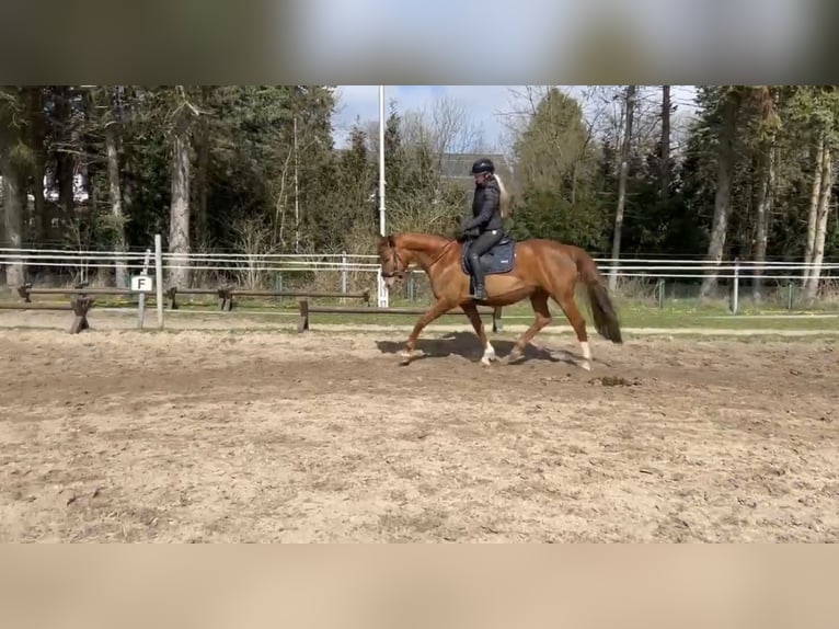 Deutsches Sportpferd Stute 16 Jahre 165 cm Dunkelfuchs in Buchholz in der Nordheide