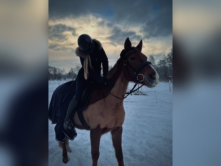 Deutsches Sportpferd Stute 16 Jahre 165 cm Dunkelfuchs in Buchholz in der Nordheide