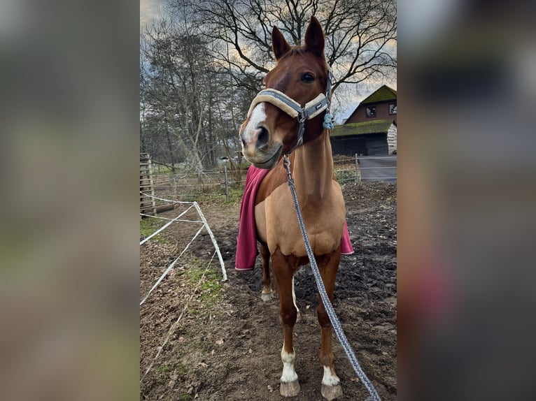 Deutsches Sportpferd Stute 16 Jahre 165 cm Dunkelfuchs in Buchholz in der Nordheide