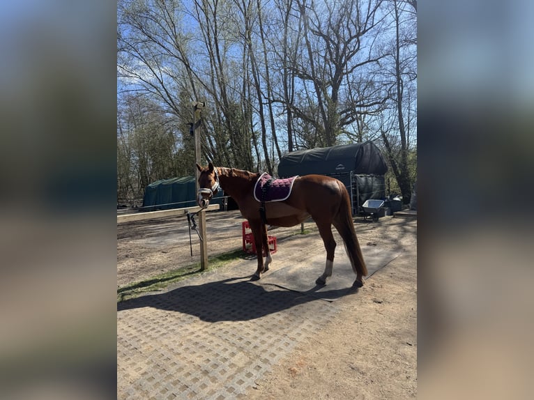 Deutsches Sportpferd Stute 16 Jahre 165 cm Dunkelfuchs in Buchholz in der Nordheide