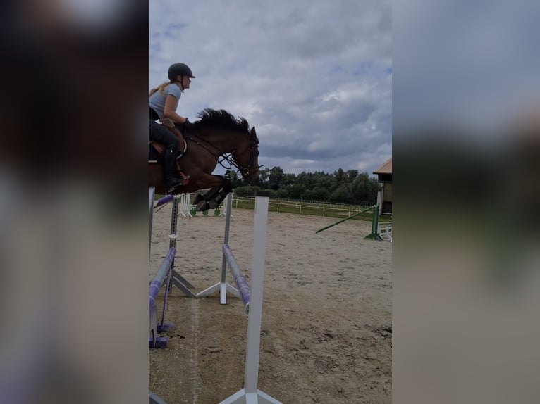Deutsches Sportpferd Stute 16 Jahre 166 cm Brauner in Alt Sch&#xF6;nau