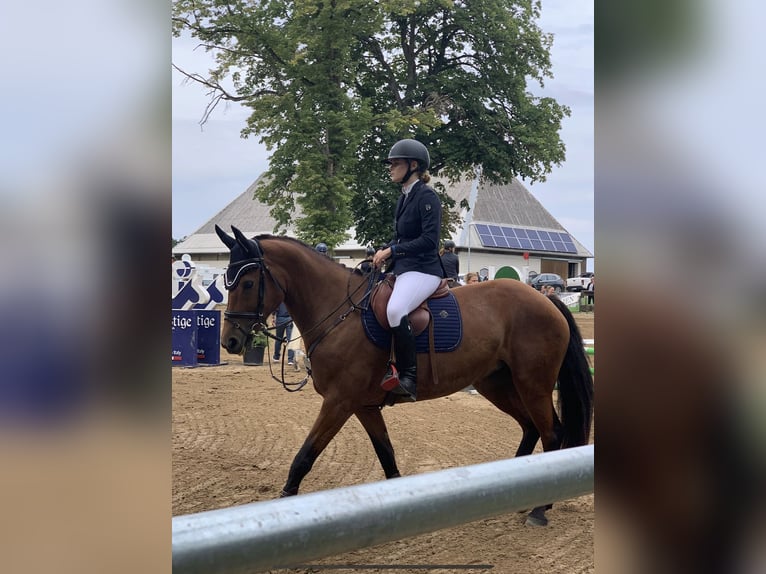 Deutsches Sportpferd Stute 16 Jahre 166 cm Brauner in Alt Sch&#xF6;nau
