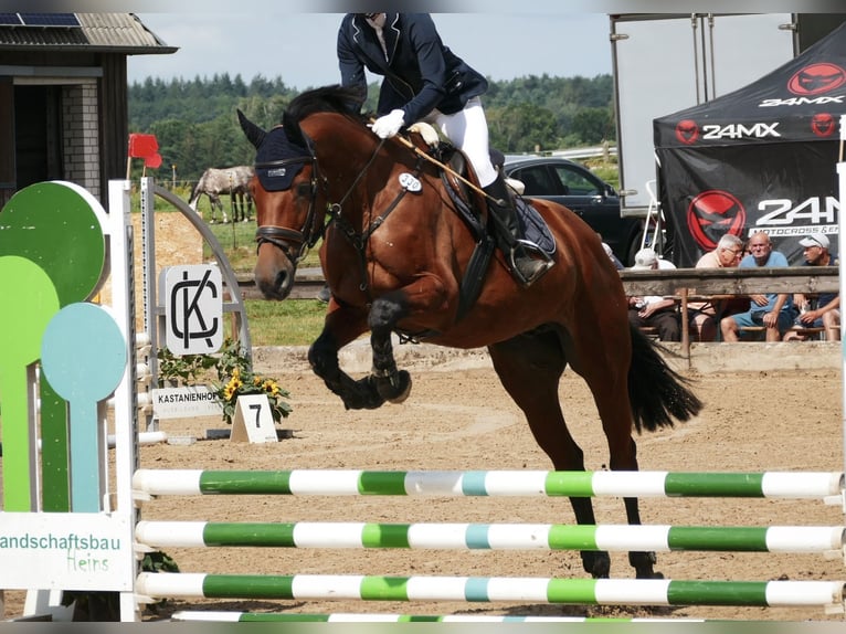 Deutsches Sportpferd Stute 16 Jahre 166 cm Brauner in Alt Sch&#xF6;nau