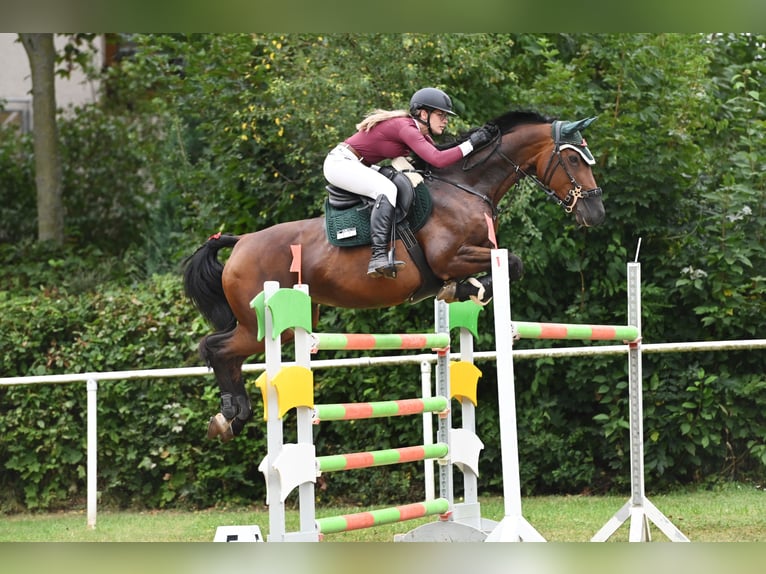 Deutsches Sportpferd Stute 16 Jahre 167 cm Brauner in Vitzenburg