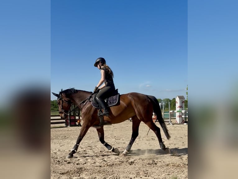 Deutsches Sportpferd Stute 16 Jahre 167 cm Brauner in Vitzenburg