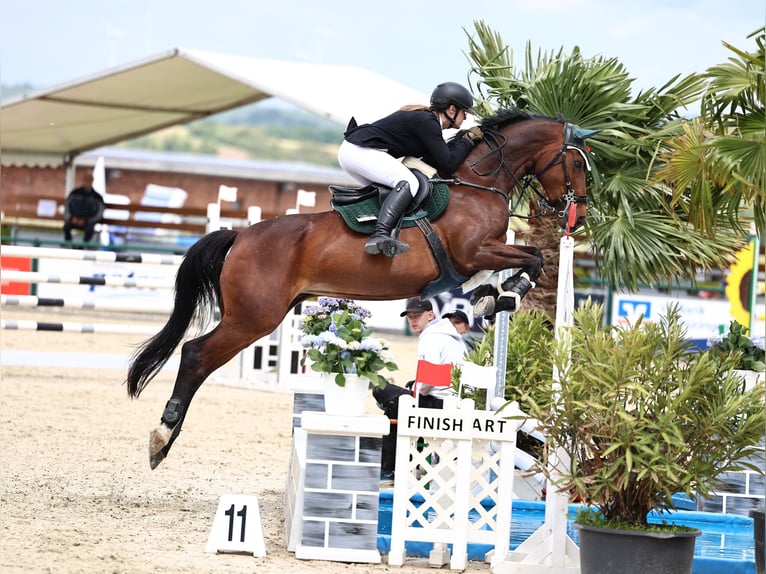 Deutsches Sportpferd Stute 16 Jahre 167 cm Brauner in Vitzenburg