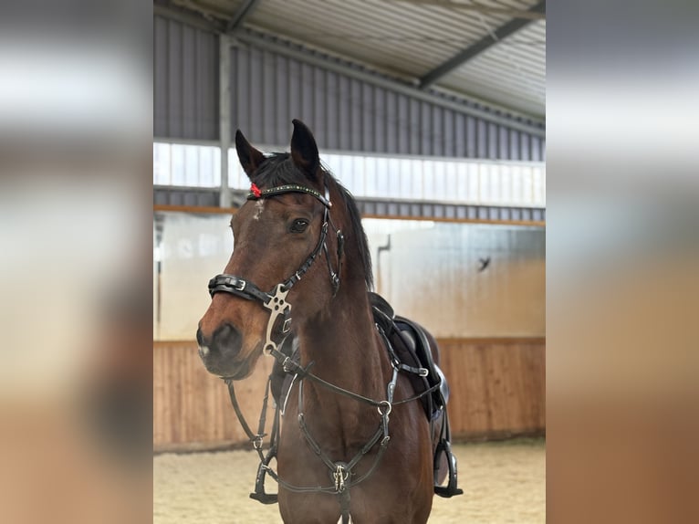Deutsches Sportpferd Stute 16 Jahre 167 cm Brauner in Vitzenburg