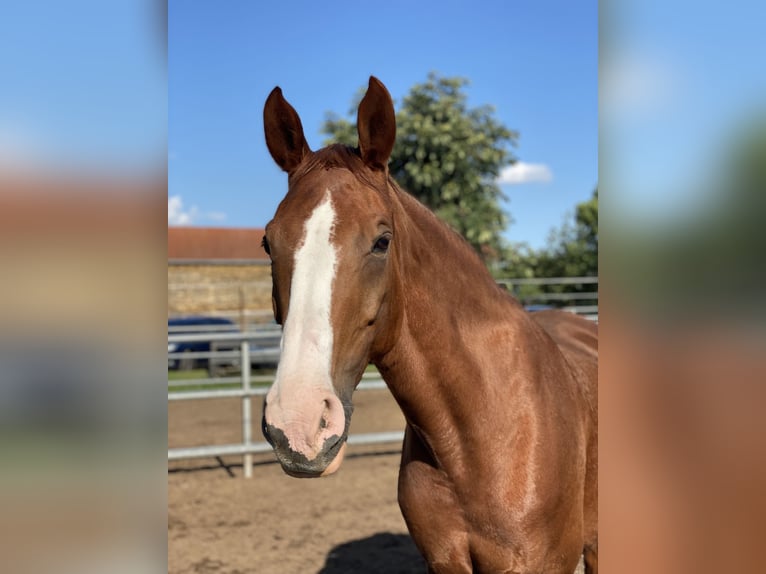 Deutsches Sportpferd Stute 16 Jahre 167 cm in Zschortau