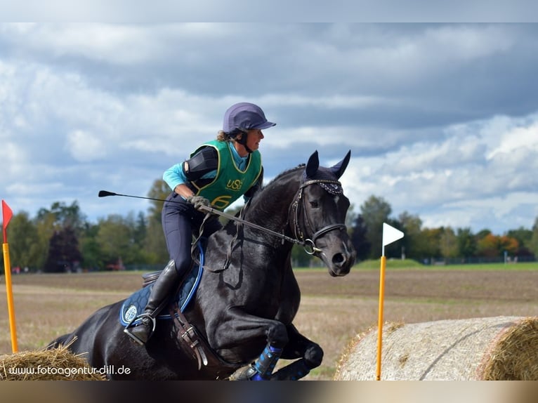 Deutsches Sportpferd Stute 16 Jahre 168 cm Dunkelbrauner in Bayrischzell