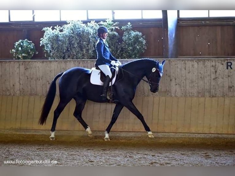 Deutsches Sportpferd Stute 16 Jahre 168 cm Dunkelbrauner in Bayrischzell