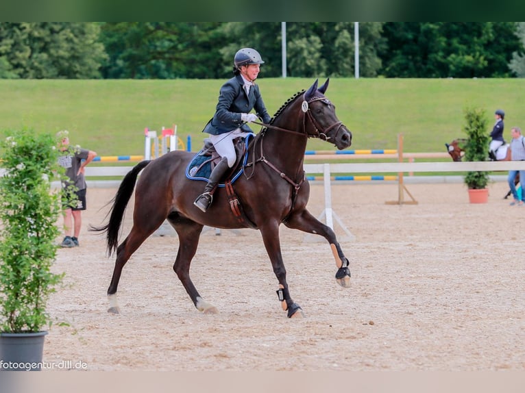 Deutsches Sportpferd Stute 16 Jahre 168 cm Dunkelbrauner in Bayrischzell