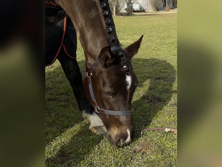 Deutsches Sportpferd Stute 16 Jahre 168 cm Dunkelbrauner in Bayrischzell