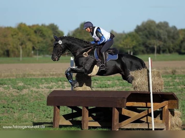 Deutsches Sportpferd Stute 16 Jahre 168 cm Dunkelbrauner in Bayrischzell