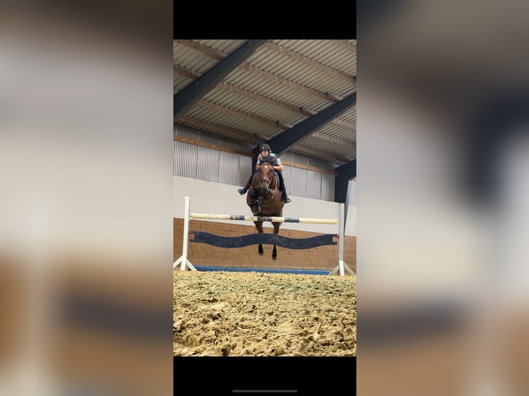 Deutsches Sportpferd Stute 16 Jahre 171 cm Brauner in Dingelstädt