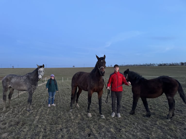 Deutsches Sportpferd Stute 16 Jahre 172 cm Brauner in Dittersdorf
