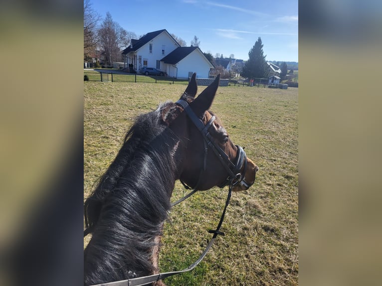 Deutsches Sportpferd Stute 16 Jahre 172 cm Brauner in Dittersdorf